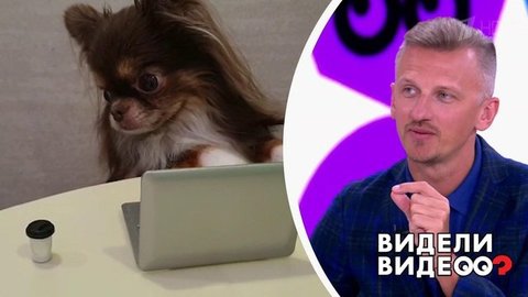 Чихуахуа с персональным ноутбуком. Видели видео? Фрагмент выпуска от 24.02.2020