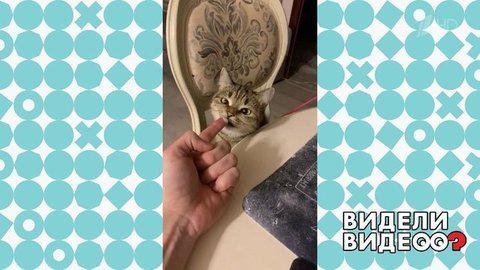 Кошка, хозяин и йогурт. Видели видео? Фрагмент выпуска от 24.02.2020
