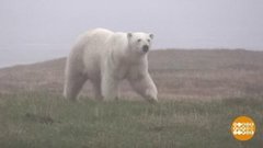 Наши соседи — белые медведи. Доброе утро. Фрагмент выпуска от 27.02.2020