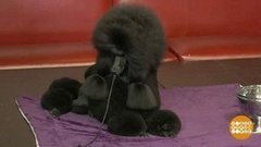 В мире. Собачье шоу. Доброе утро. Фрагмент выпуска от 28.02.2020