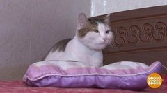 Котики всех спасут! Доброе утро. Суббота. Фрагмент выпуска от 29.02.2020