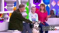 Крадущийся кот, общительный чихуахуа, притворщик-хаски. Видели видео? Часть 1