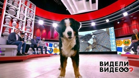 Видели видео? Часть 2. Выпуск от 01.03.2020