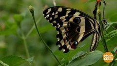 В мире. Редкие бабочки. Доброе утро. Фрагмент выпуска от 06.03.2020