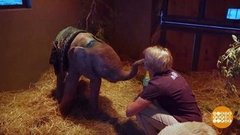 В мире. Спасли слоненка. Доброе утро. Фрагмент выпуска от 06.03.2020