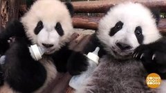 Пандочка: сплошное ми-ми-ми! Доброе утро. Фрагмент выпуска от 11.03.2020