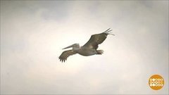 Летят перелетные птицы… Доброе утро. Фрагмент выпуска от 11.03.2020