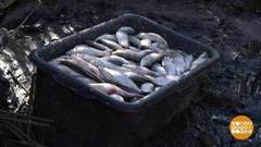 Браконьеры губят рыбу. Доброе утро. Фрагмент выпуска от 12.03.2020