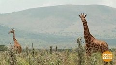 В мире. Спасти жирафов. Доброе утро. Фрагмент выпуска от 13.03.2020