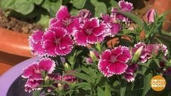 В мире. Фестиваль весны и цветов. Доброе утро. Фрагмент выпуска от 16.03.2020