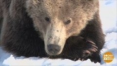 Мишки, подъем! Доброе утро. Фрагмент выпуска от 16.03.2020