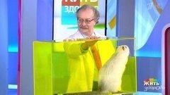 Мышиная лихорадка. Жить здорово! Фрагмент выпуска от 16.03.2020