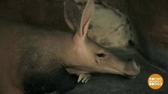 Трубкозуб, ленивец и другие сони. Доброе утро. Фрагмент выпуска от 19.03.2020