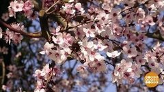 Все цветет. Доброе утро. Фрагмент выпуска от 20.03.2020