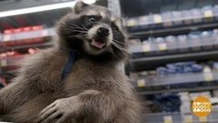 Спецзадание для енота. Доброе утро. Суббота. Фрагмент выпуска от 21.03.2020