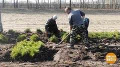 Здесь будет сосновый бор. Доброе утро. Фрагмент выпуска от 23.03.2020