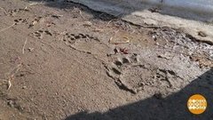 Где мишки проснулись. Доброе утро. Фрагмент выпуска от 26.03.2020