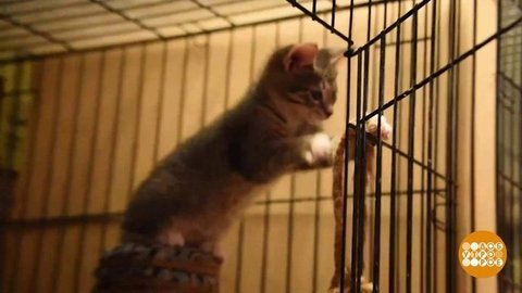 Банкомат и котики — что общего?! Доброе утро. Суббота. Фрагмент выпуска от 28.03.2020