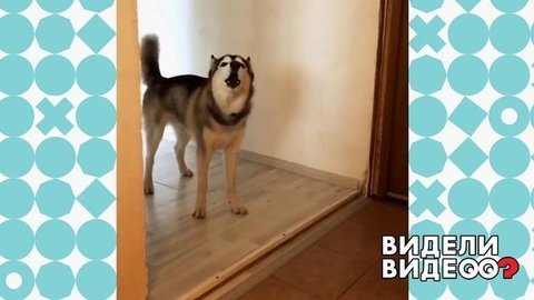 Хаски поет о прожитом дне. Видели видео? Фрагмент выпуска от 29.03.2020