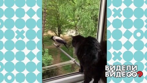 Кот нашел общий язык с вороной. Видели видео? Фрагмент выпуска от 29.03.2020