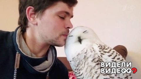 Нежная сова. Видели видео? Фрагмент выпуска от 29.03.2020