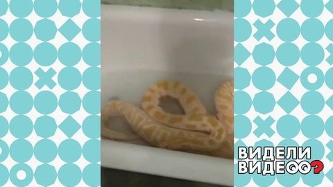 Спа для питона. Видели видео? Фрагмент выпуска от 29.03.2020
