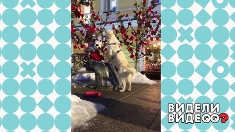 Новелла играет с памятником. Видели видео? Фрагмент выпуска от 29.03.2020