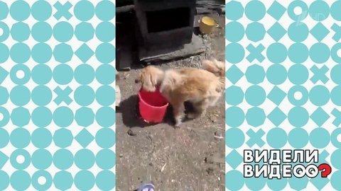Хозяйственная собака. Видели видео? Фрагмент выпуска от 29.03.2020