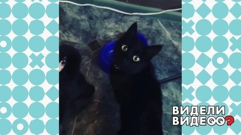 Кошка-рецидивист. Видели видео? Фрагмент выпуска от 29.03.2020