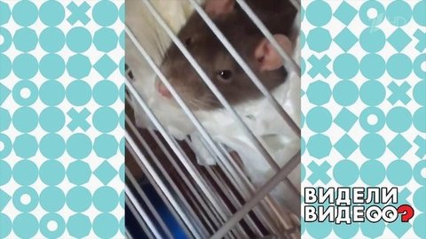 Крыса — похититель салфеток. Видели видео? Фрагмент выпуска от 29.03.2020