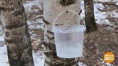 Овсянка в самом соку! В березовом… Доброе утро. Фрагмент выпуска от 30.03.2020