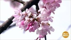 Сакура цветет! Доброе утро. Фрагмент выпуска от 02.04.2020