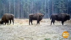 Зверушек по весне считают. Доброе утро. Фрагмент выпуска от 02.04.2020