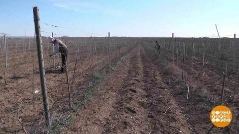 Как живете, виноградники? Доброе утро. Фрагмент выпуска от 03.04.2020