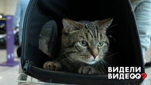 Первый официальный полет кота Виктора. Видели видео? Фрагмент выпуска от 05.04.2020