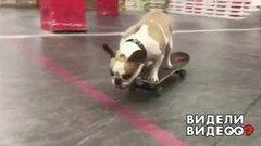 Бульдог на скейте. Видели видео? Фрагмент выпуска от 05.04.2020