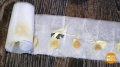 Как прорастить семена в бумаге. Доброе утро. Фрагмент выпуска от 27.03.2020