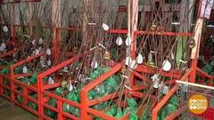 Выбираем саженцы. Доброе утро. Фрагмент выпуска от 09.04.2020