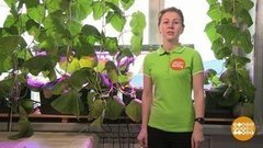 Огурцы — будут молодцы. Доброе утро. Фрагмент выпуска от 10.04.2020