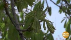 Цветет — и пахнет! Доброе утро. Суббота. Фрагмент выпуска от 11.04.2020