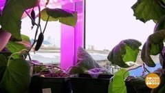 Огурцы на подоконнике. Доброе утро. Фрагмент выпуска от 13.04.2020