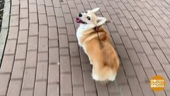 Плюша на прогулке. Доброе утро. Суббота. Фрагмент выпуска от 18.04.2020