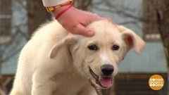 Человек собаке друг! Доброе утро. Фрагмент выпуска от 23.04.2020