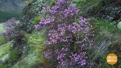 Маральник зацвел. Доброе утро. Фрагмент выпуска от 24.04.2020