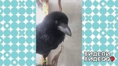 Ворон гавкает по-собачьи. Видели видео? Фрагмент выпуска от 26.04.2020