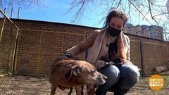 Кто погуляет с собакой? Доброе утро. Фрагмент выпуска от 29.04.2020