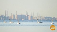 Лебеди прилетели! Доброе утро. Фрагмент выпуска от 30.04.2020