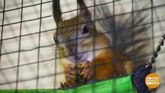 Как бельчата на собаках катаются. Доброе утро. Фрагмент выпуска от 04.05.2020