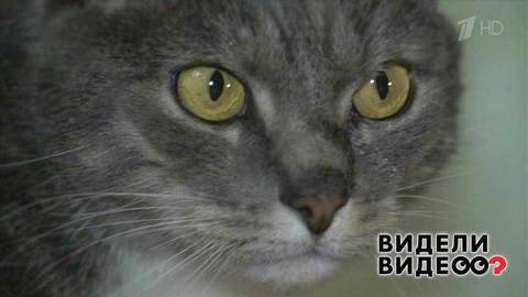 Жители ищут кота. Видели видео? Фрагмент выпуска от 04.05.2020