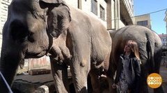 По улицам слонов водили. Опять! Доброе утро. Фрагмент выпуска от 13.05.2020